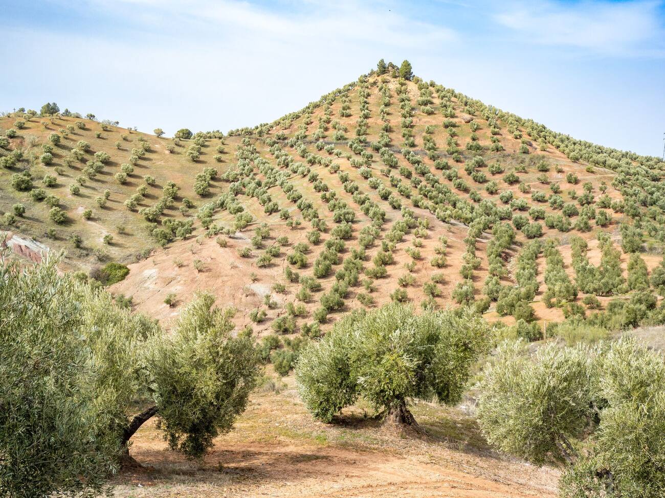 Panorama Andaluzije, bela sela i maslinjaci